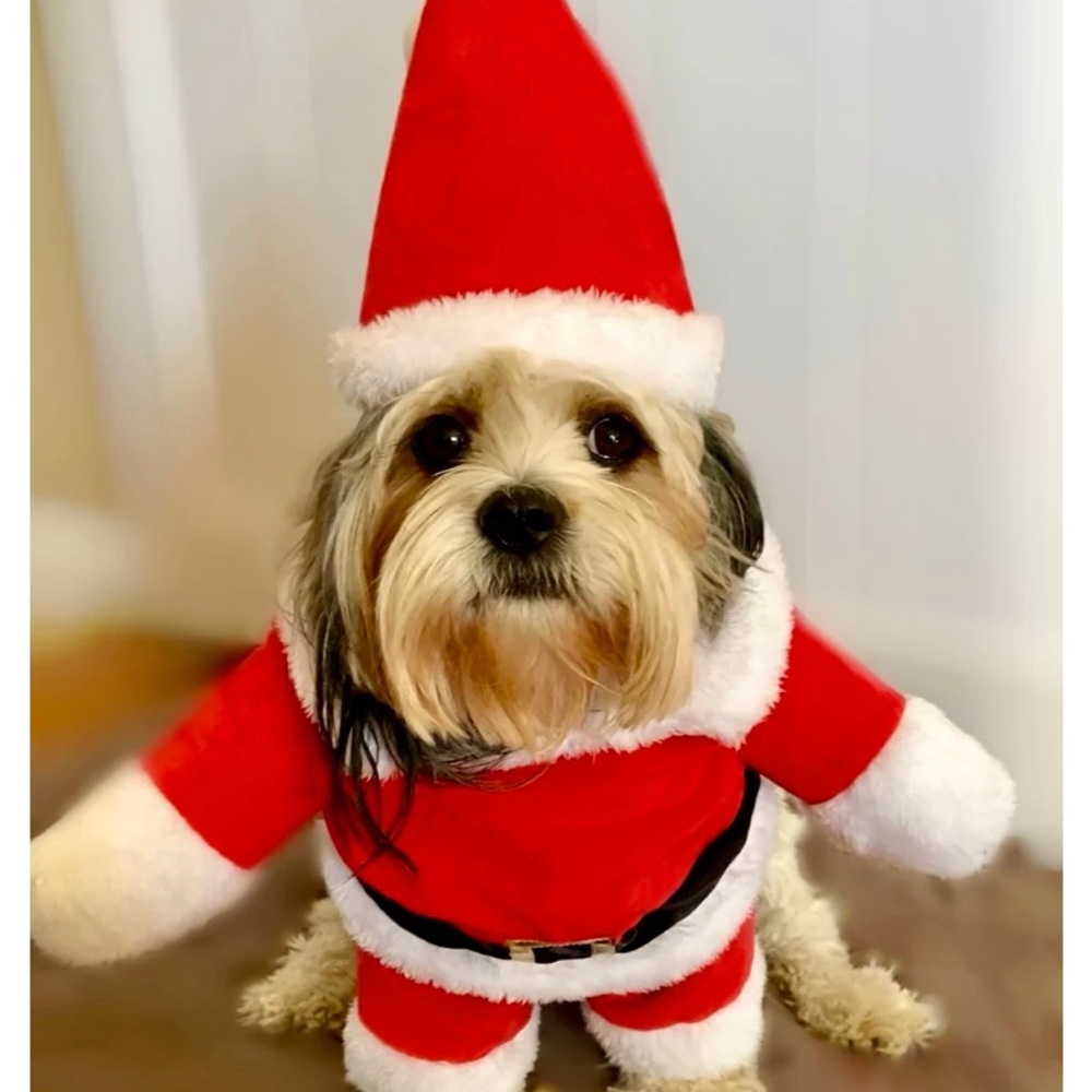 Dog costume